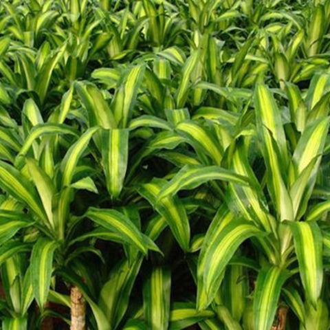 Dracaena Marley - Bird of ParadiseUSA - 3 Gallon