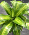Dracaena Marley - Bird of ParadiseUSA - 3 Gallon