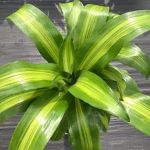 Dracaena Marley - Bird of ParadiseUSA - 3 Gallon