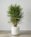 Dragon Tree (Dracaena Marginata) - Bird of Paradise USA - 3 - 4 Feet