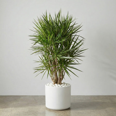 Dragon Tree (Dracaena Marginata) - Bird of Paradise USA - 3 - 4 Feet