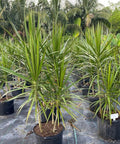 Dragon Tree (Dracaena Marginata) - Bird of ParadiseUSA - 2-3 feet