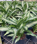 Dumbcane (Dieffenbachia 'Panther') - PlantologyUSA - 3 Gallon