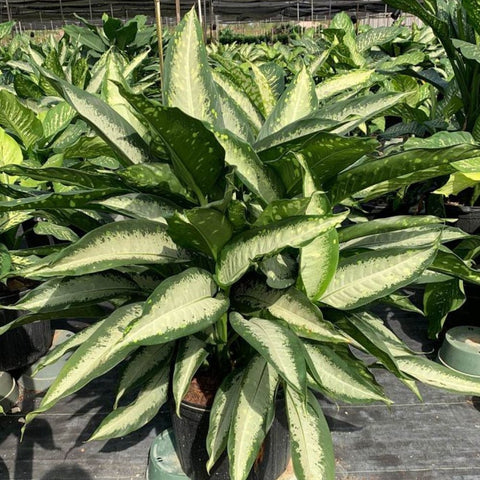 Dumbcane (Dieffenbachia 'Panther') - PlantologyUSA - 3 Gallon