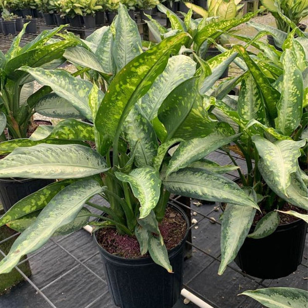 Dumbcane (Dieffenbachia 'Panther')