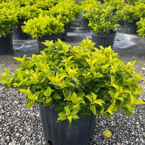 Duranta Gold Mound (Duranta Erecta) - Bird of ParadiseUSA - Medium