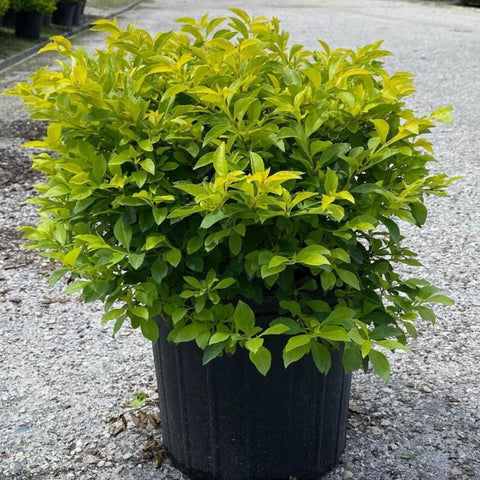 Duranta Gold Mound (Duranta Erecta) - Bird of ParadiseUSA - Medium