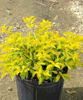 Duranta Gold Mound (Duranta Erecta) - Bird of ParadiseUSA - Medium