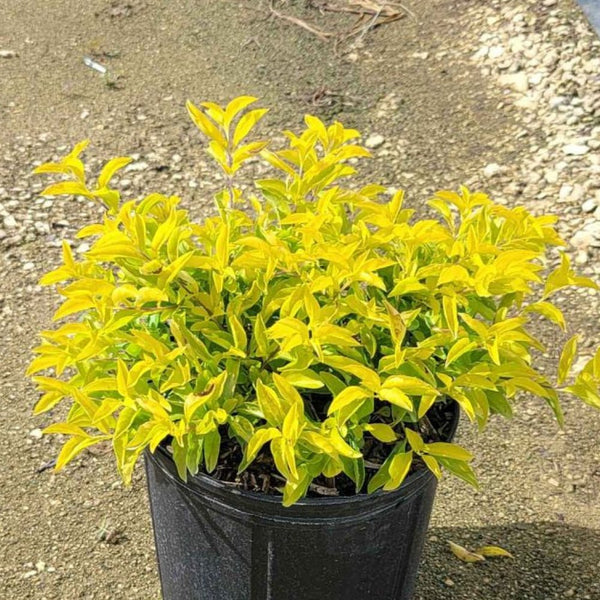 Duranta Gold Mound (Duranta Erecta)