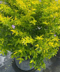 Duranta Gold Mound (Duranta Erecta) - Bird of ParadiseUSA - Medium