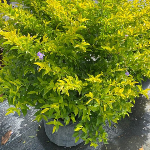 Duranta Gold Mound (Duranta Erecta) - Bird of ParadiseUSA - Medium