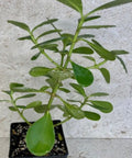 Dwarf Pitch Apple, Clusia ‘Nana’ (Clusia fluminensis) - Bird of ParadiseUSA - 2-3.5 feet