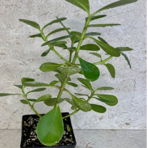 Dwarf Pitch Apple, Clusia ‘Nana’ (Clusia fluminensis) - Bird of ParadiseUSA - 2-3.5 feet