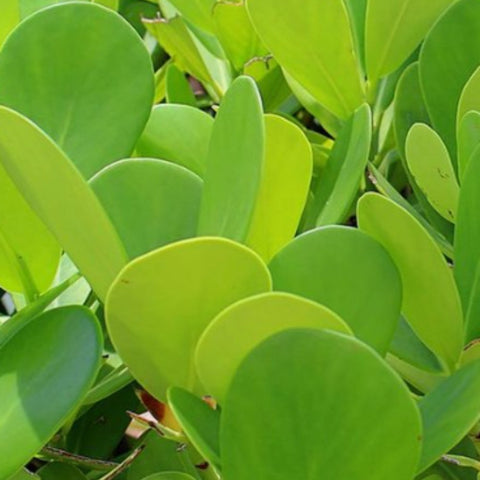 Dwarf Pitch Apple, Clusia ‘Nana’ (Clusia fluminensis) - Bird of ParadiseUSA - 2-3.5 feet