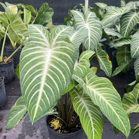 Elephant Ear (Xanthosoma 1PPP or Xanthosoma lindenii). - Bird of ParadiseUSA - 1 Gallon