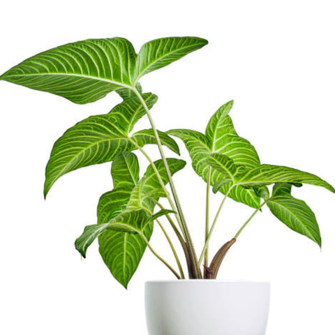 Elephant Ear (Xanthosoma 1PPP or Xanthosoma lindenii). - Bird of ParadiseUSA - 1 Gallon