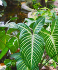 Elephant Ear (Xanthosoma 1PPP or Xanthosoma lindenii). - Bird of ParadiseUSA - 1 Gallon