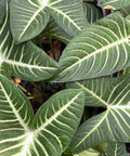 Elephant Ear (Xanthosoma 1PPP or Xanthosoma lindenii). - Bird of ParadiseUSA - 1 Gallon