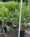 European Fan Palm (Chamaerops humilis) - Bird of ParadiseUSA - 3 Gallon
