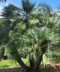 European Fan Palm (Chamaerops humilis) - Bird of ParadiseUSA - 3 Gallon