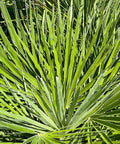 European Fan Palm (Chamaerops humilis) - Bird of ParadiseUSA - 7 Gallon