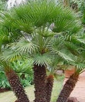 European Fan Palm (Chamaerops humilis) - Bird of ParadiseUSA - 7 Gallon