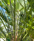 European Fan Palm (Chamaerops humilis) - Bird of ParadiseUSA - 7 Gallon