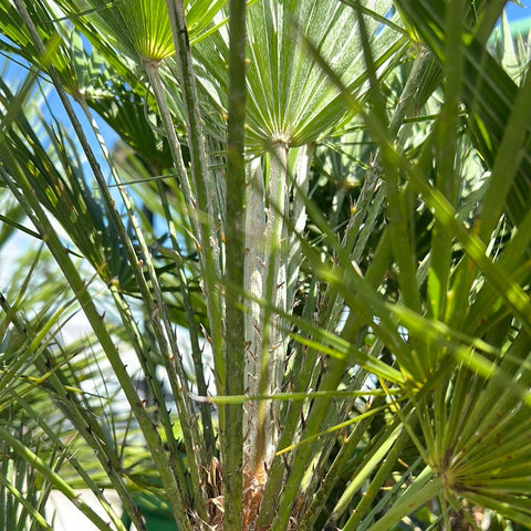 European Fan Palm (Chamaerops humilis) - Bird of ParadiseUSA - 7 Gallon