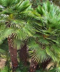 European Fan Palm (Chamaerops humilis) - Bird of ParadiseUSA - 7 Gallon