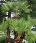 European Fan Palm (Chamaerops humilis) - Bird of ParadiseUSA - 7 Gallon