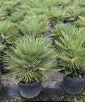 European Fan Palm (Chamaerops humilis) - Bird of ParadiseUSA - 7 Gallon