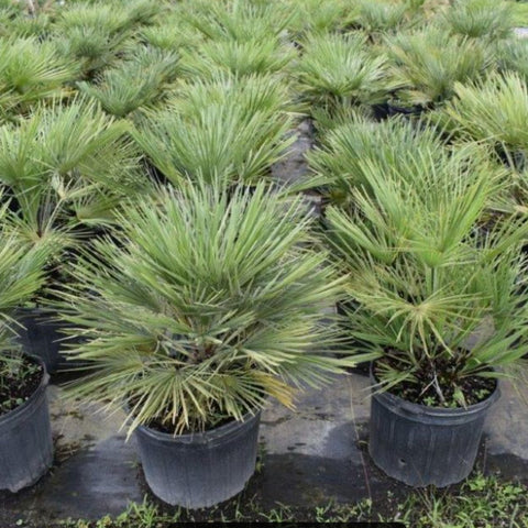 European Fan Palm (Chamaerops humilis) - Bird of ParadiseUSA - 7 Gallon