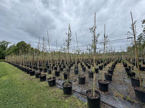 European Olive Tree ‘Arbequina’ (Olea Europaea) - Bird of Paradise USA - 15 Gallon