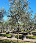 European Olive Tree ‘Arbequina’ (Olea Europaea) - Bird of Paradise USA - 25 Gallon