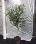 European Olive Tree ‘Arbequina’ (Olea Europaea) - Bird of Paradise USA - 7 Gallon
