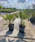 Everglades Palm, Paurotis Palm (Acoelorrhaphe wrightii) - Bird of Paradise USA - 3 Gallon