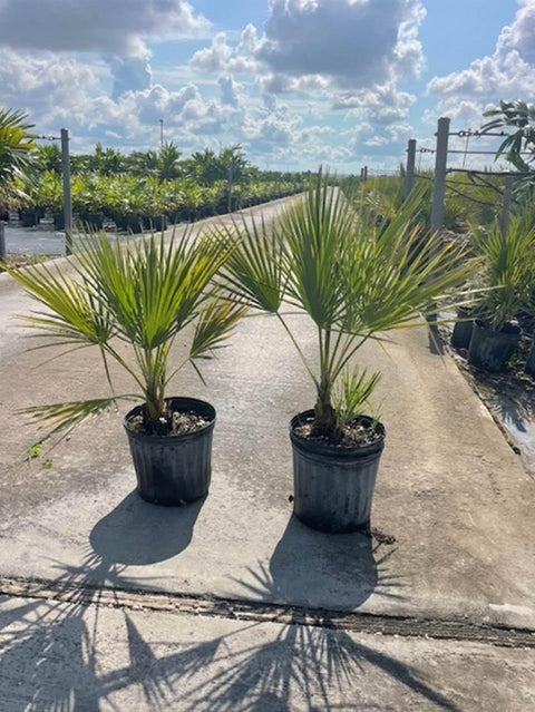 Everglades Palm, Paurotis Palm (Acoelorrhaphe wrightii) - Bird of Paradise USA - 3 Gallon