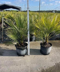 Everglades Palm, Paurotis Palm (Acoelorrhaphe wrightii) - Bird of Paradise USA - 7 Gallon