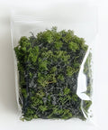 Evergreen Forest Moss - Bird of Paradise USA - 1 Pack