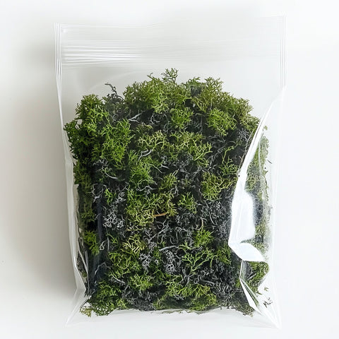 Evergreen Forest Moss - Bird of Paradise USA - 1 Pack