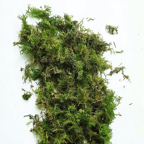 Evergreen Forest Moss - Bird of Paradise USA - 1 Pack