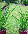 Fakahatchee Grass (Tripsacum Dactyloides) - Bird of ParadiseUSA - 3 Gallon