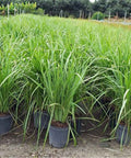 Fakahatchee Grass (Tripsacum Dactyloides) - Bird of ParadiseUSA - 3 Gallon