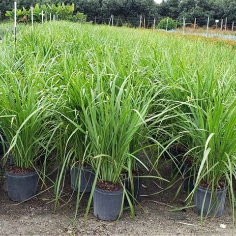 Fakahatchee Grass (Tripsacum Dactyloides) - Bird of ParadiseUSA - 3 Gallon