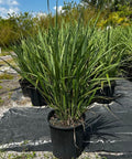 Fakahatchee Grass (Tripsacum Dactyloides) - Bird of ParadiseUSA - 3 Gallon