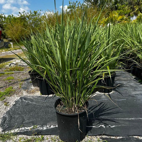 Fakahatchee Grass (Tripsacum Dactyloides) - Bird of ParadiseUSA - 3 Gallon