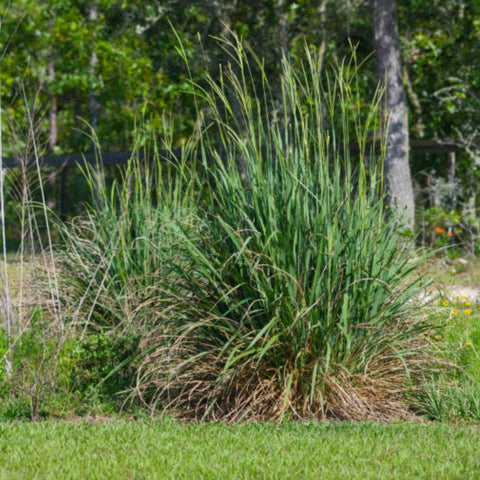 Fakahatchee Grass (Tripsacum Dactyloides) - Bird of ParadiseUSA - 3 Gallon