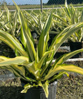 False Agave (Furcraea gigantea, Mauritius hemp Furcraea Foetida) - Bird of ParadiseUSA - 7 Gallon
