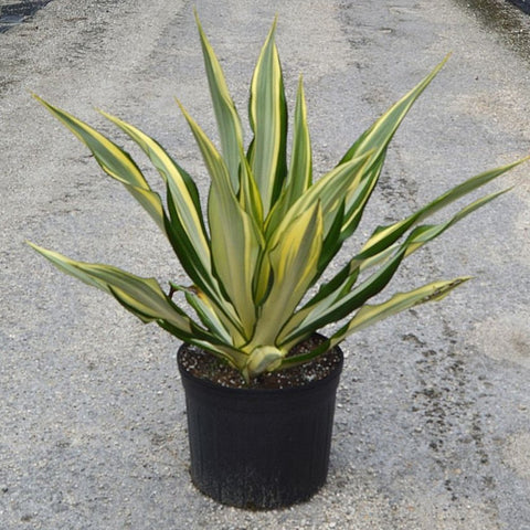 False Agave (Furcraea gigantea, Mauritius hemp Furcraea Foetida) - Bird of ParadiseUSA - 7 Gallon