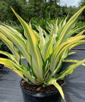 False Agave (Furcraea gigantea, Mauritius hemp Furcraea Foetida) - Bird of ParadiseUSA - 7 Gallon